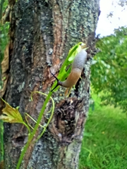 Deroceras caucasicum