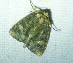 Phosphila miselioides