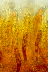 Podophacidium xanthomelum