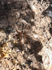 Megalepthyphantes nebulosus