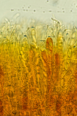 Podophacidium xanthomelum