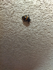 Nicrophorus mexicanus