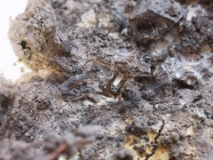 Megalepthyphantes nebulosus