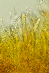 Podophacidium xanthomelum