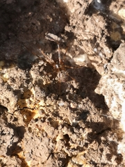 Megalepthyphantes nebulosus