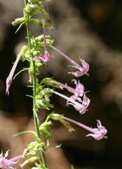 Ipomopsis macrosiphon