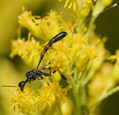 Gasteruption floridanum