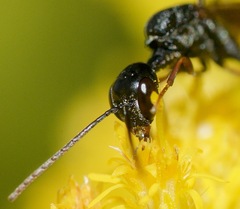 Gasteruption floridanum