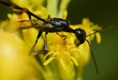 Gasteruption floridanum
