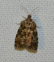 Pseudohermenias abietana