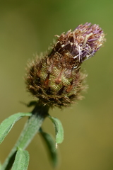 Centaurea nemoralis