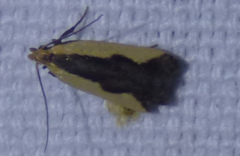 Dichomeris inserrata