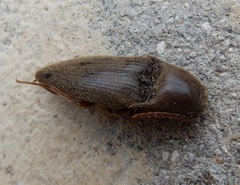 Diplostethus texanus