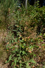 Centaurea nemoralis