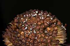 Cercophora lanuginosa