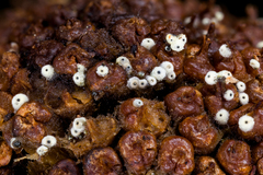 Cercophora lanuginosa