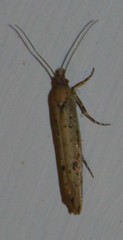 Ypsolopha ustella