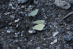 Pieris napi meridionalis