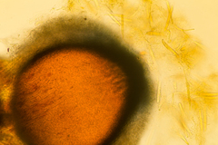 Cercophora lanuginosa