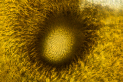Cercophora lanuginosa