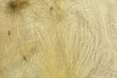 Cercophora lanuginosa