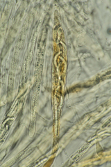 Cercophora lanuginosa