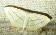 Scopula ordinata