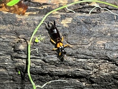 Carcinophora americana