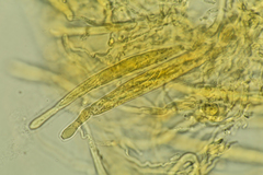 Cercophora lanuginosa