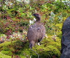 Lagopus muta islandorum