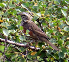 Turdus iliacus coburni