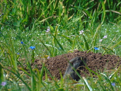 Spalacopus cyanus