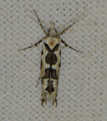 Ypsolopha sequella