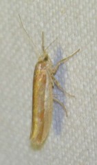 Ypsolopha parenthesella