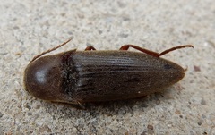 Diplostethus texanus