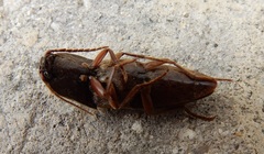 Diplostethus texanus