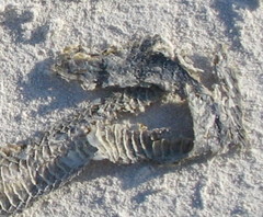 Cubophis cantherigerus