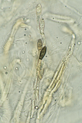 Cercophora lanuginosa