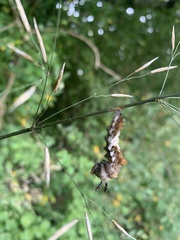 Limenitis arthemis astyanax