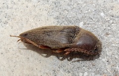 Diplostethus texanus