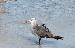 Larus heermanni