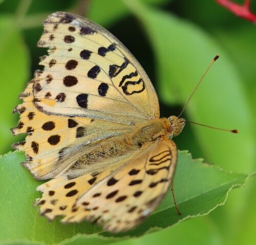 Pallas's Fritillary