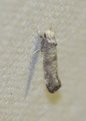 Swammerdamia pyrella