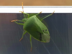 Nezara viridula