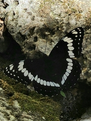 Limenitis weidemeyerii nevadae