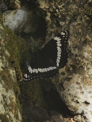 Limenitis weidemeyerii nevadae