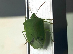 Nezara viridula