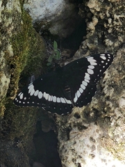 Limenitis weidemeyerii nevadae