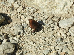 Erebia gorge