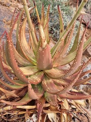 Aloe gariepensis